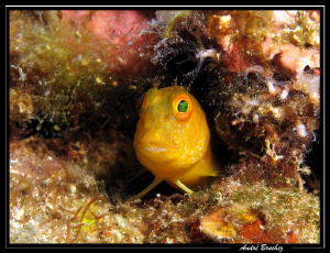 helllloooooo... by André Bruchez 
